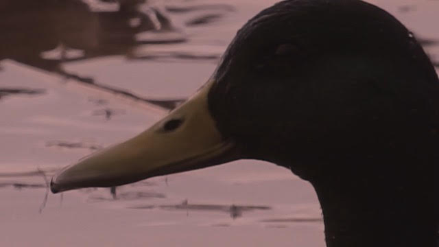 特集 鳥の気持ちになるー日本の鳥猟ー エトノスシネマ