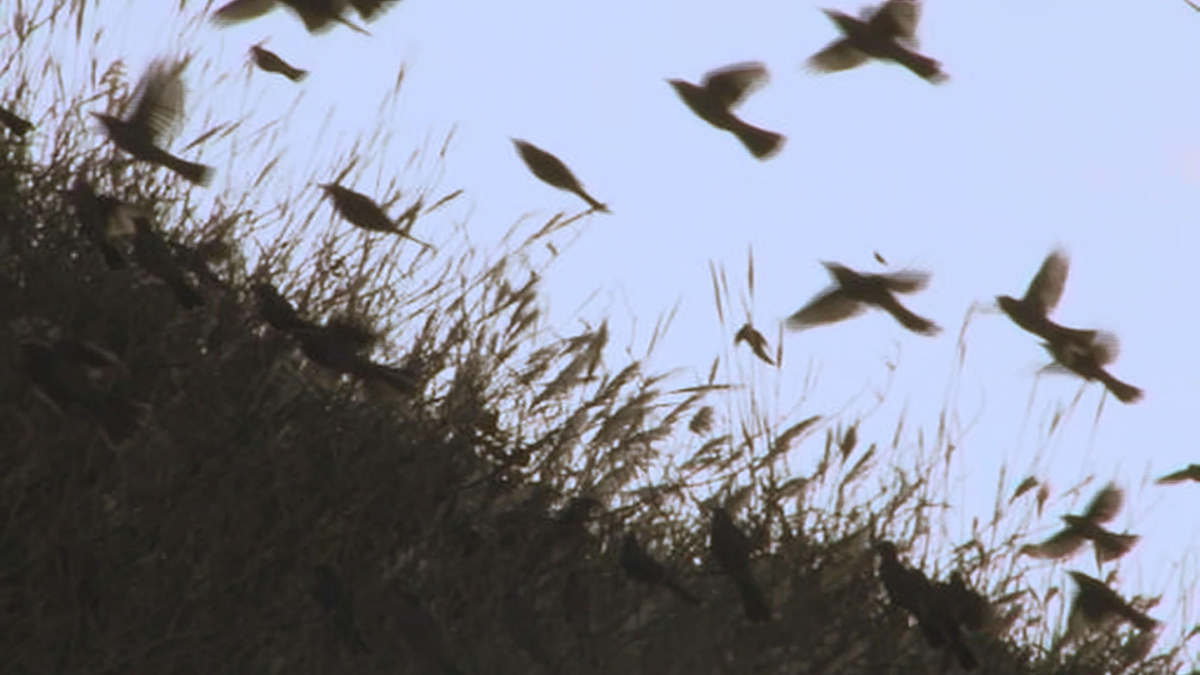 特集 鳥の気持ちになるー日本の鳥猟ー エトノスシネマ